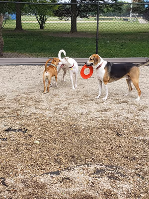 Dog Park at Dewey Park photo 2